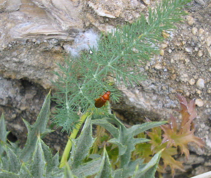 Determinare: Rhagonycha fulva